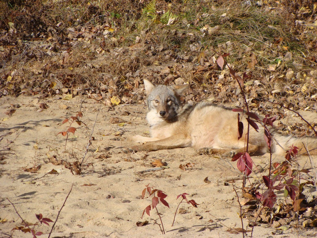 half fox half coyote